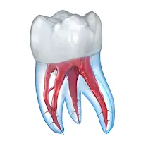 Dental 3D Illustrations APK 2.0.86